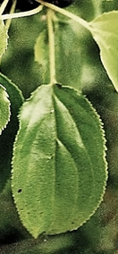 Limbe long de 3 – 7 cm, finement denticulé, à 3 – 4 paires de nervures convergentes vers le sommet. Pétiole égalant la moitié du limbe.
