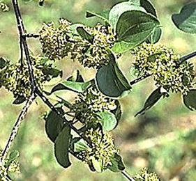 Espèce dioïque. Inflorescences : cymes axillaires de 2 – 8 fleurs.