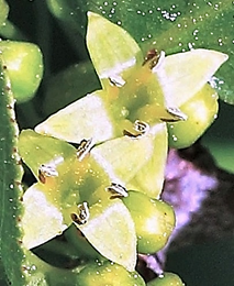 Fleurs régulières, vert jaunâtre, unisexuées, les fleurs mâles (photographie) à quatre pétales et quatre étamines (les fleurs femelles à un ovaire terminé par quatre styles).