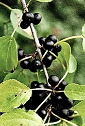 Fruits : drupes globuleuses (Ø: 6 – 8 mm), noires à maturité.